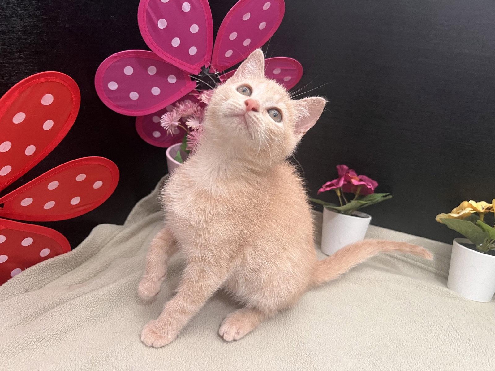 Enlarge Cataleya, a Adoptable mixed breed in Fayetteville, GA image 2/3