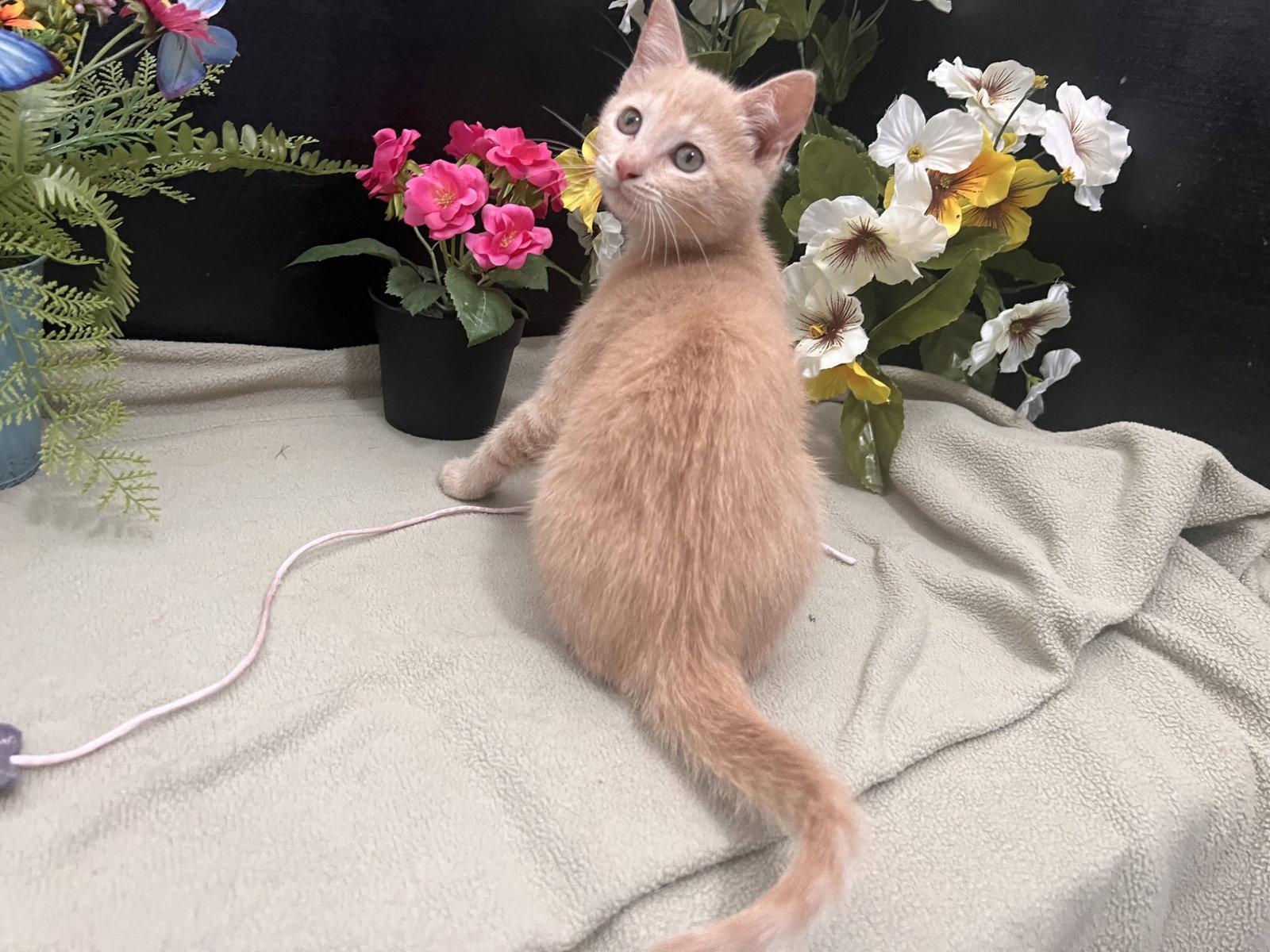 Enlarge Cataleya, a Adoptable mixed breed in Fayetteville, GA image 3/3