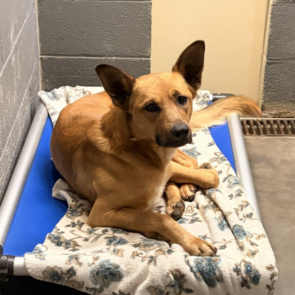 Enlarge Gecko, a Adoptable German Shepherd Dog in Franklin, NC image 1/1
