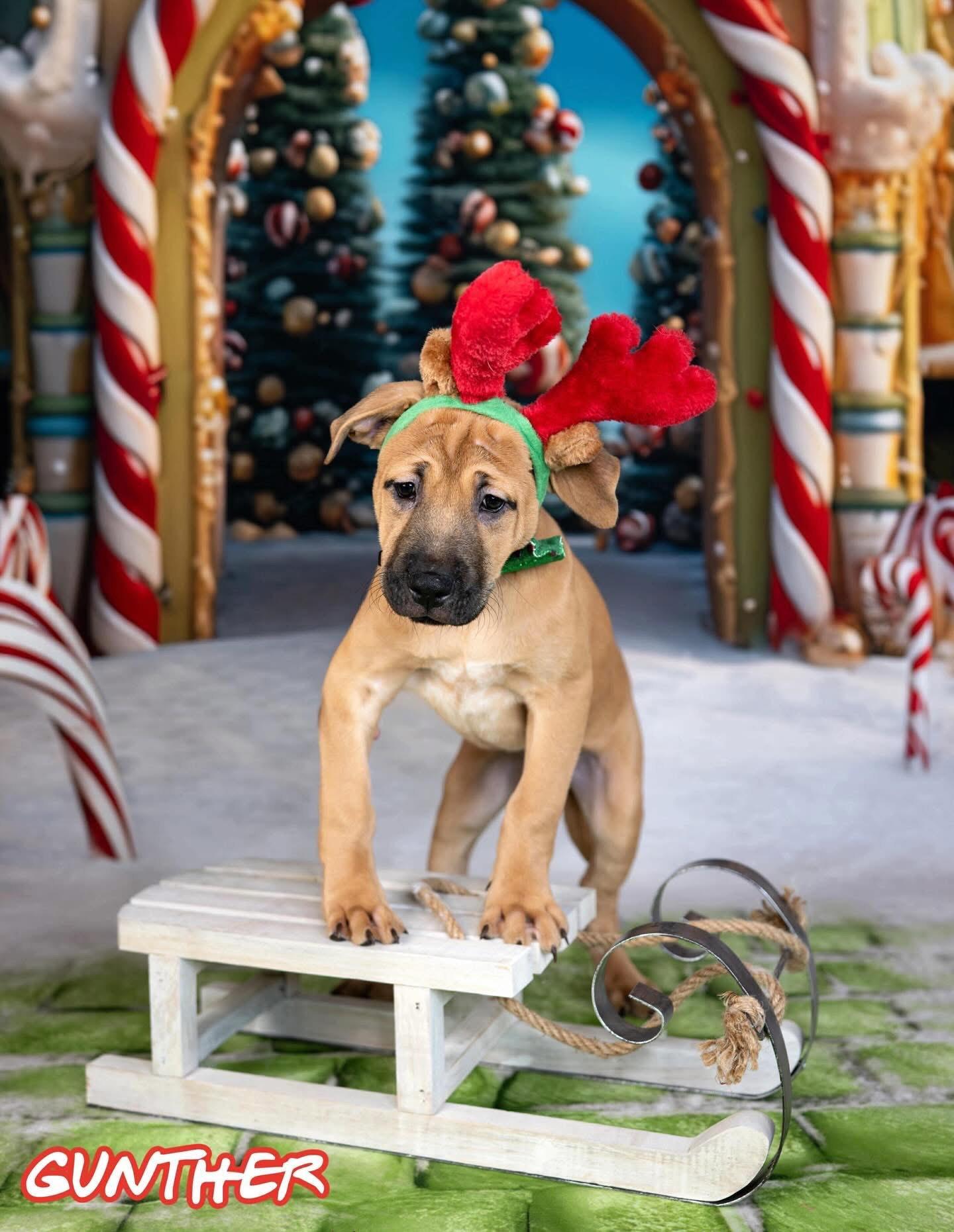 Gunther, ADOPTABLE, Puppy Male Great Pyrenees & Golden Retriever.