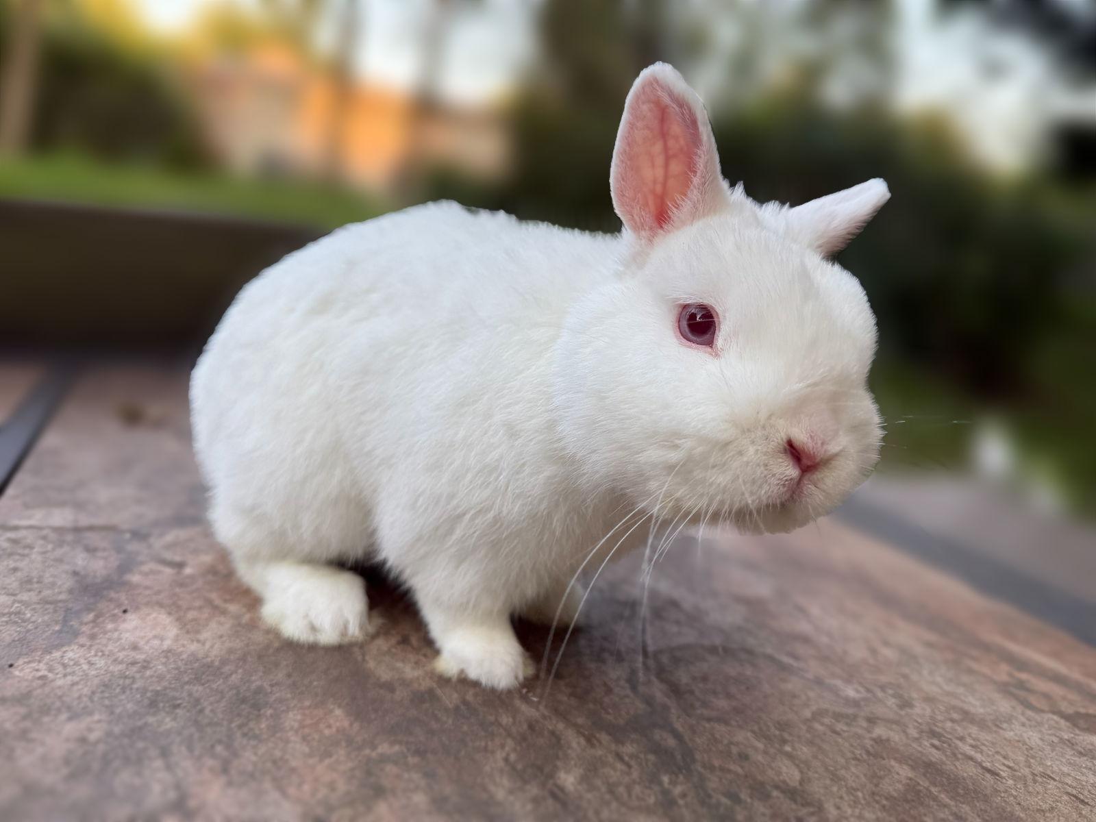 Enlarge Alfie, a Adopted Netherland Dwarf in Marshfield, WI image 1/3