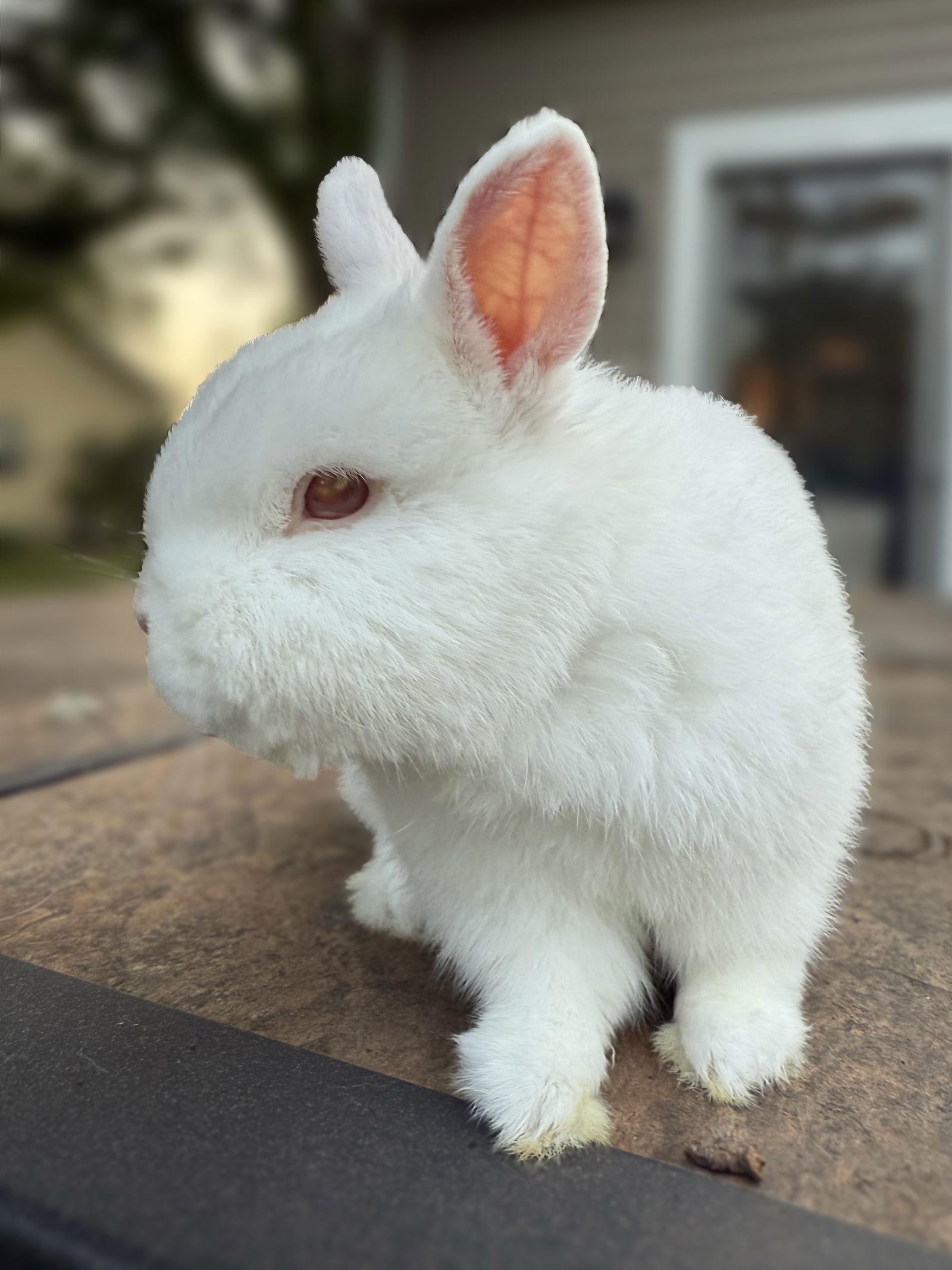 Enlarge Alfie, a Adopted Netherland Dwarf in Marshfield, WI image 2/3