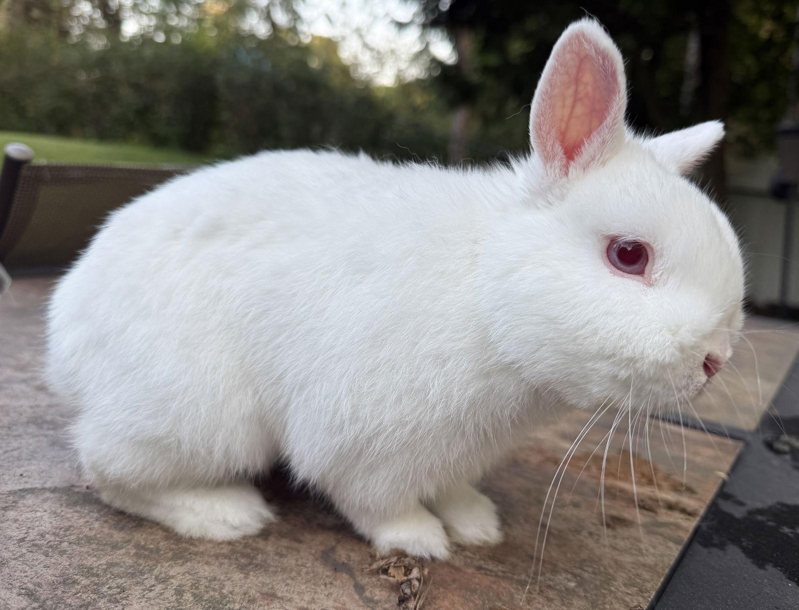 Enlarge Alfie, a Adopted Netherland Dwarf in Marshfield, WI image 3/3