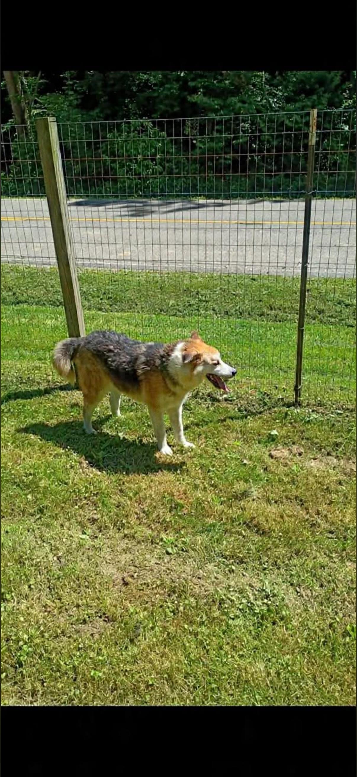 Enlarge Toby, a Adoptable mixed breed in Long Bottom, OH image 3/3