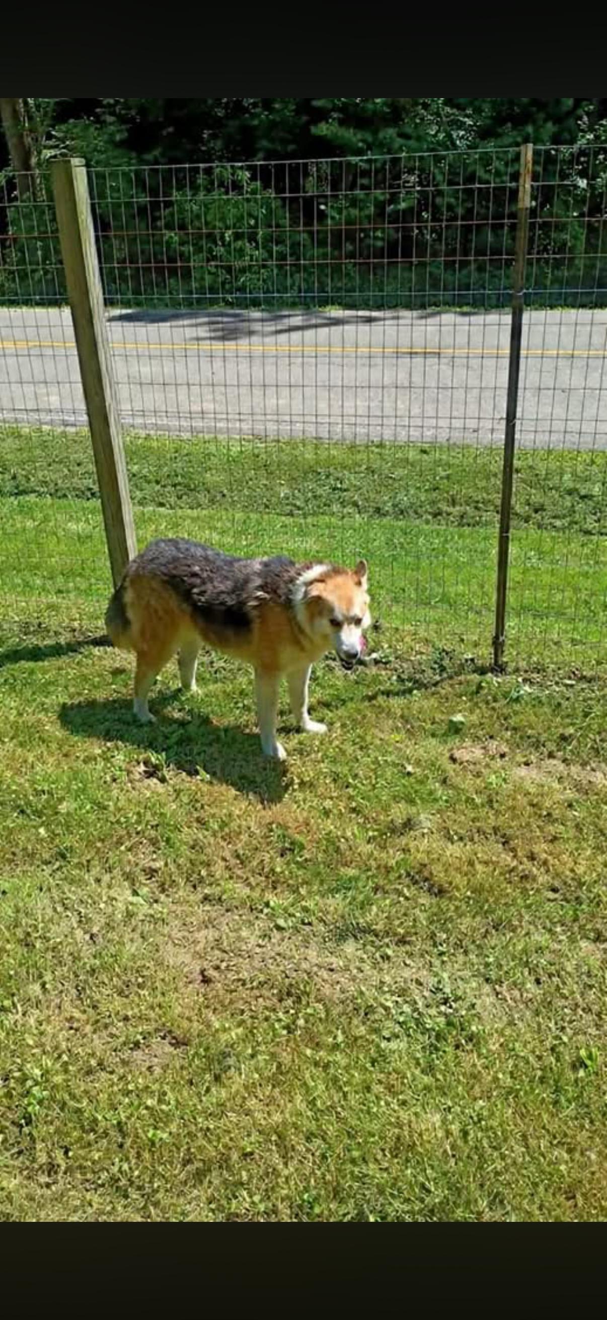 Enlarge Toby, a Adoptable mixed breed in Long Bottom, OH image 2/3
