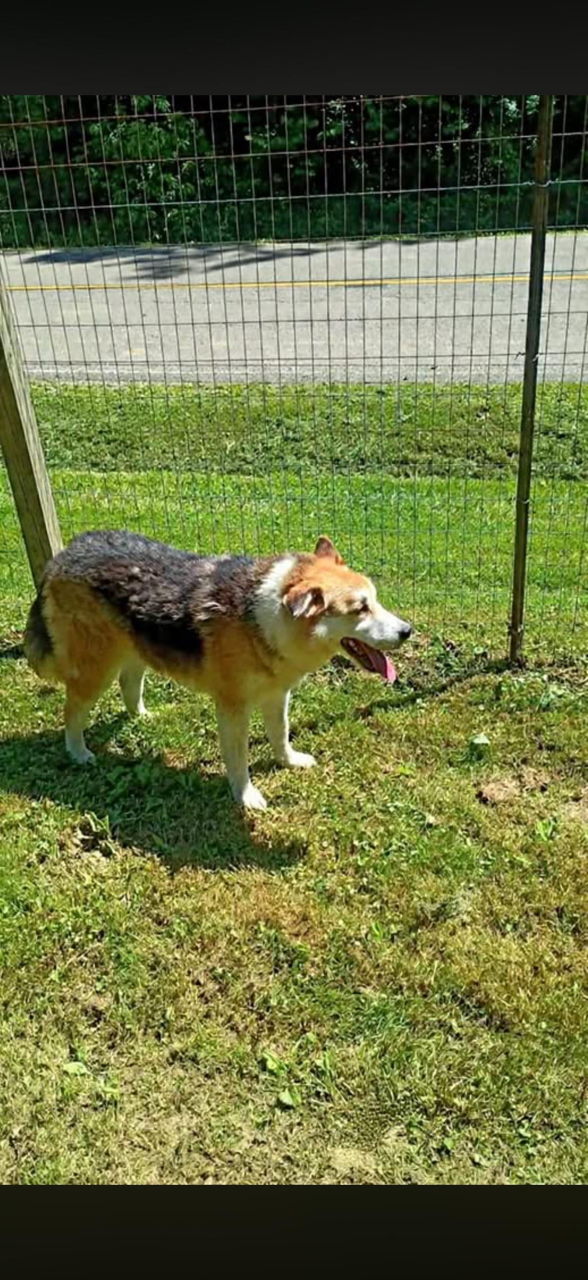 Enlarge Toby, a Adoptable mixed breed in Long Bottom, OH image 1/3