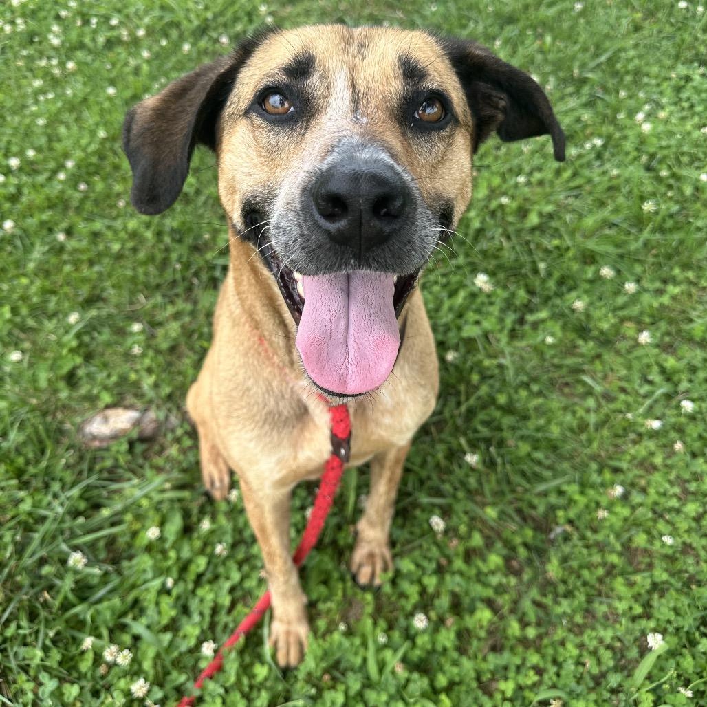 Fergie, ADOPTABLE, Adult Female Mixed Breed.