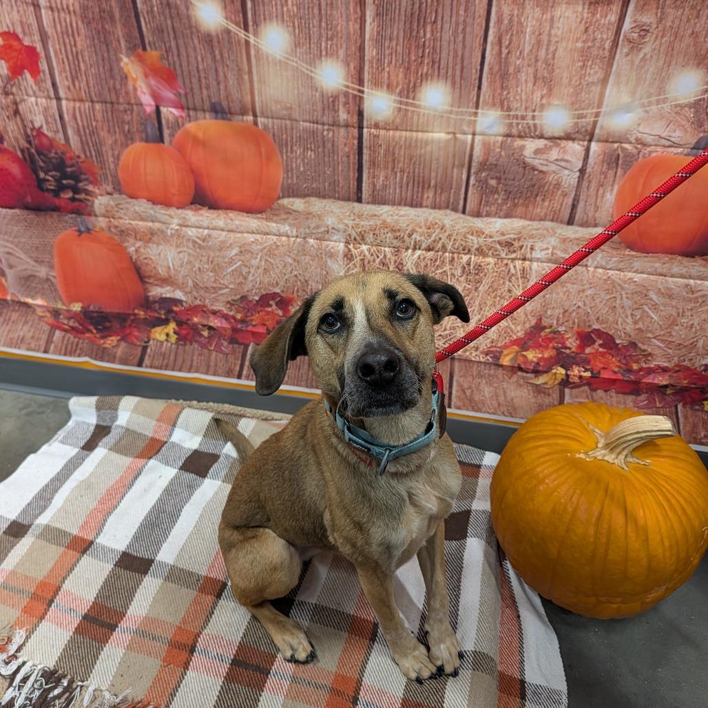 Fergie, Adoptable, Adult Female Mixed Breed.