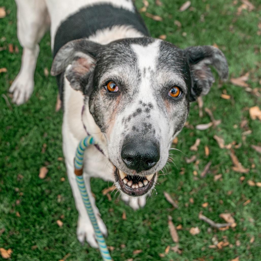 MayBelle, Adoptable, Senior Female Mixed Breed.