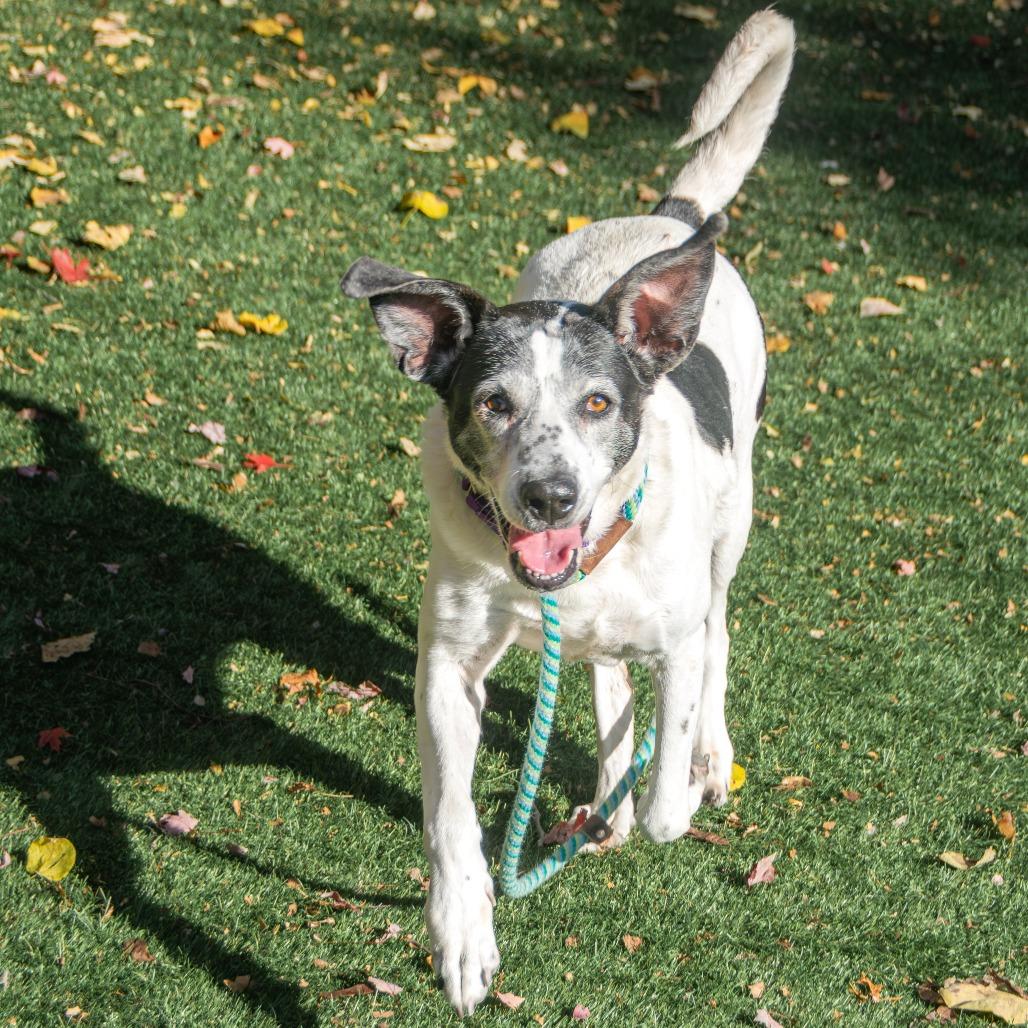 Enlarge MayBelle, a Adoptable Mixed Breed in Saint Charles, MO image 2/6
