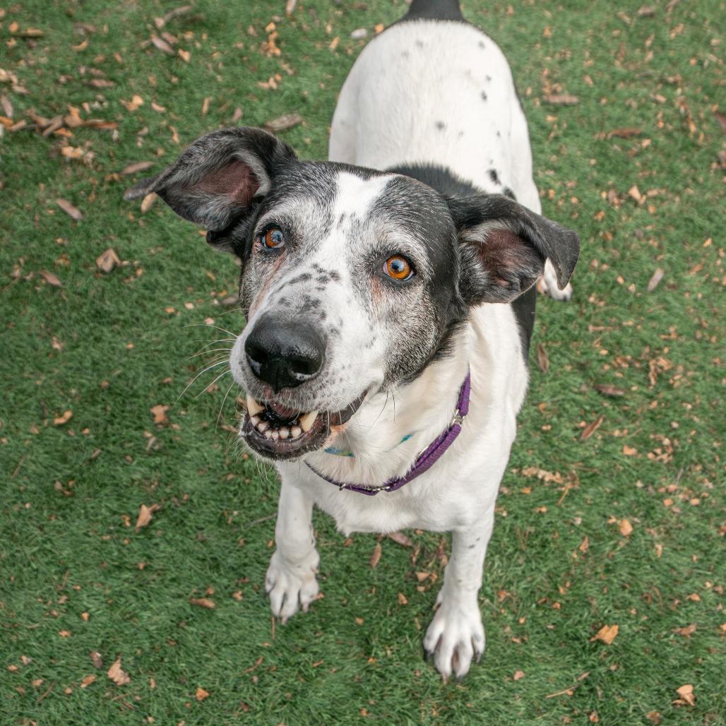 Enlarge MayBelle, a Adoptable Mixed Breed in Saint Charles, MO image 3/6