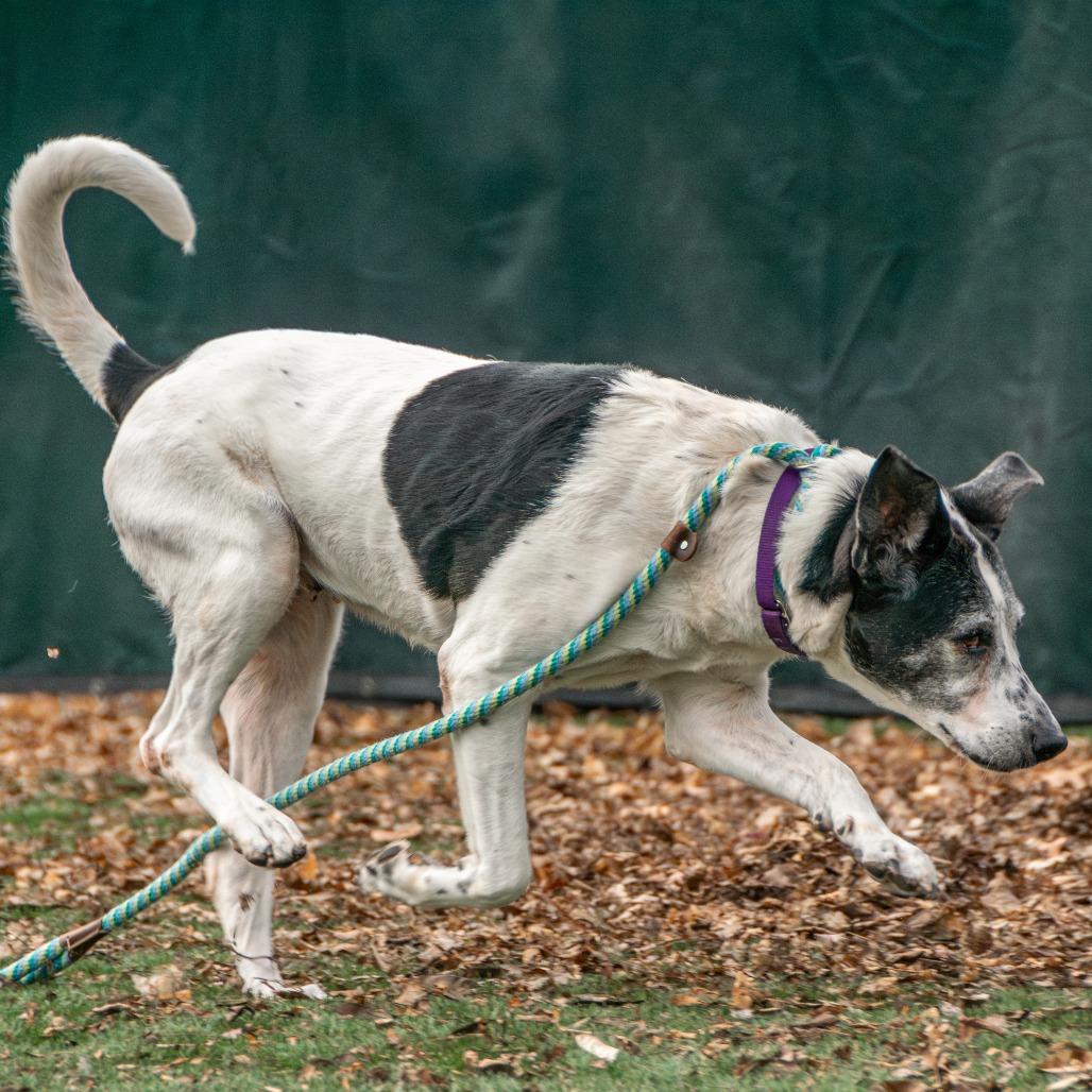 Enlarge MayBelle, a Adoptable Mixed Breed in Saint Charles, MO image 4/6