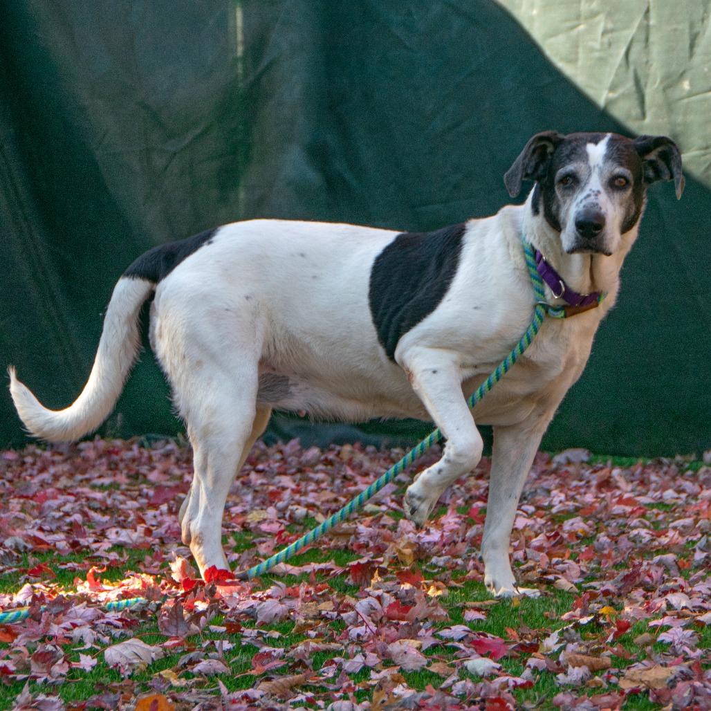 Enlarge MayBelle, a Adoptable Mixed Breed in Saint Charles, MO image 5/6