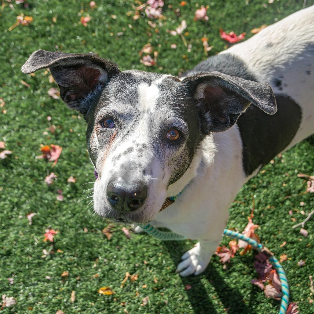 Enlarge MayBelle, a Adoptable Mixed Breed in Saint Charles, MO image 6/6