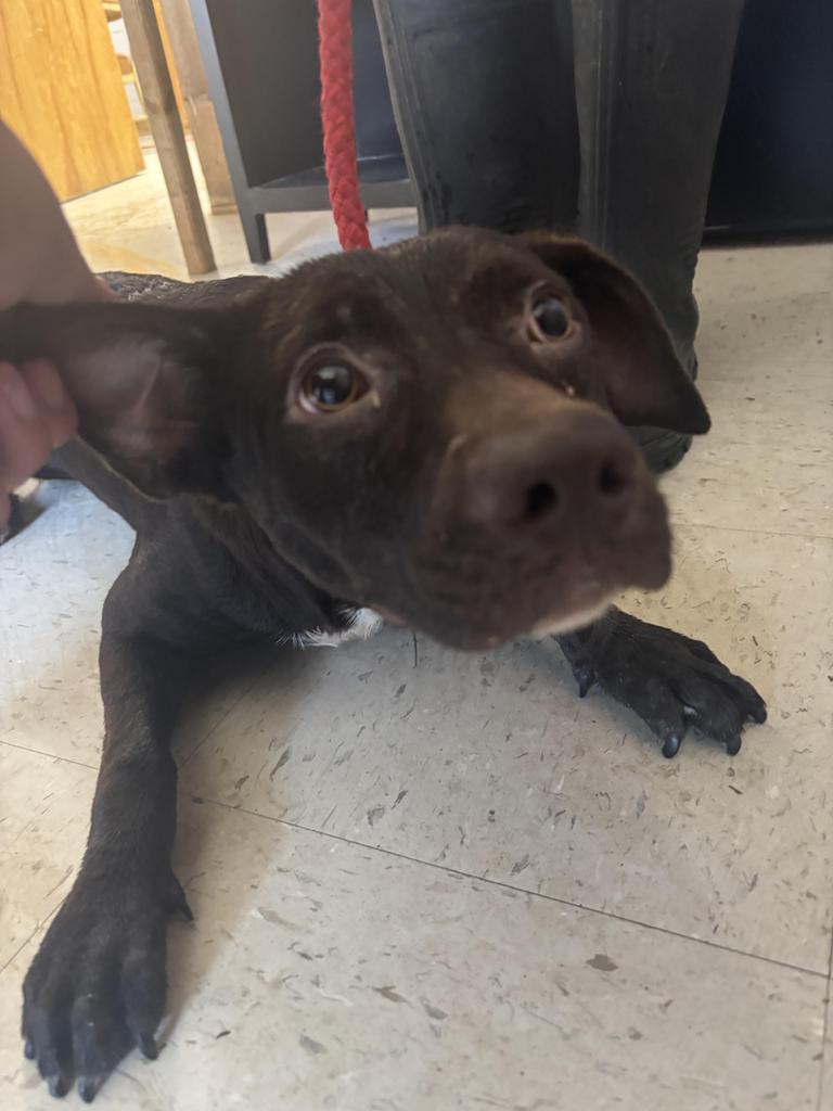 Denna Carter, Adoptable, Young Female Chocolate Labrador Retriever.