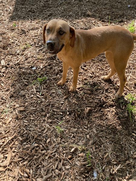 Honey, Adult Female Labrador Retriever