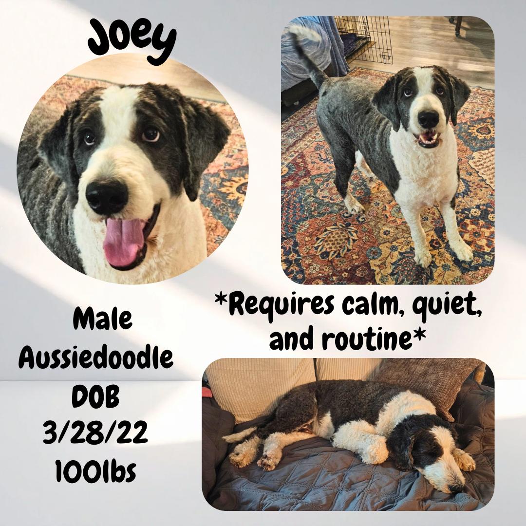 Enlarge Joey, a ADOPTABLE mixed breed in Caldwell, TX image 1/1