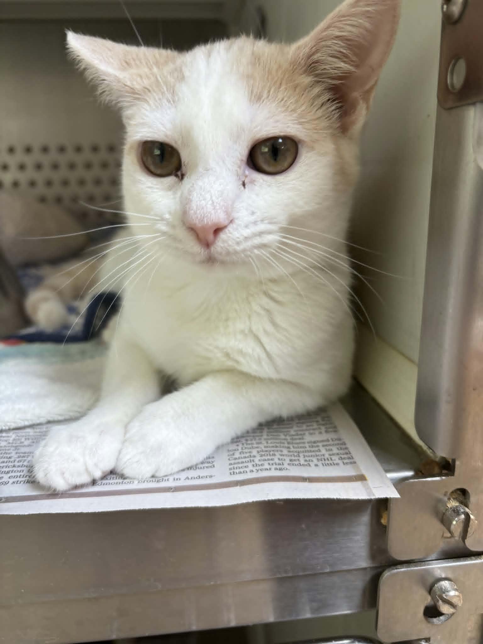 Enlarge Bram, a Adoptable Domestic Short Hair in Orange, VA image 3/3