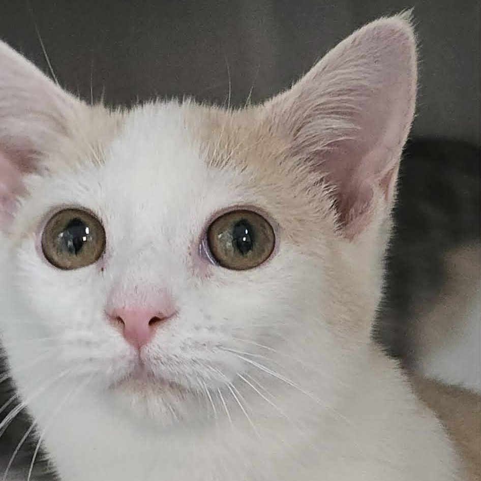 Enlarge Bram, a Adoptable Domestic Short Hair in Orange, VA image 2/3