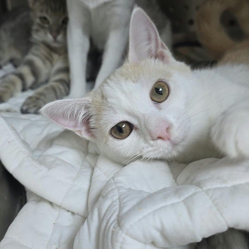 Enlarge Bram, a Adoptable Domestic Short Hair in Orange, VA image 1/3