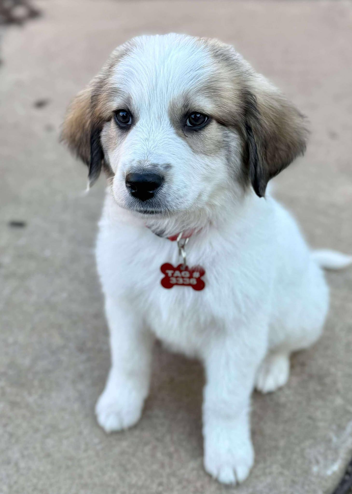 Roo, Adoptable, Puppy Male Great Pyrenees.