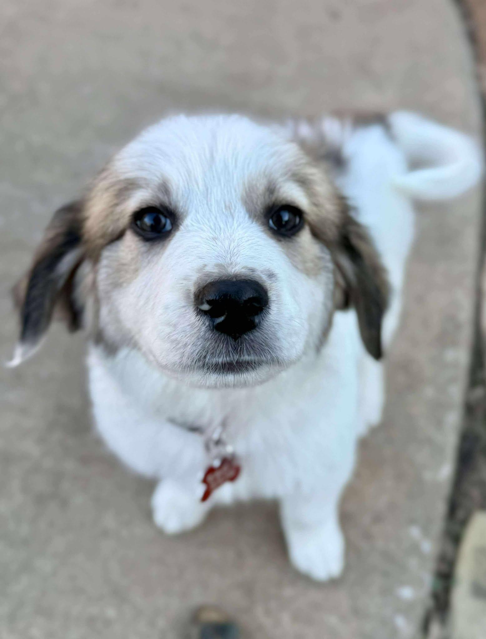 Roo, a Adoptable mixed breed in Kiowa, OK image 2/6