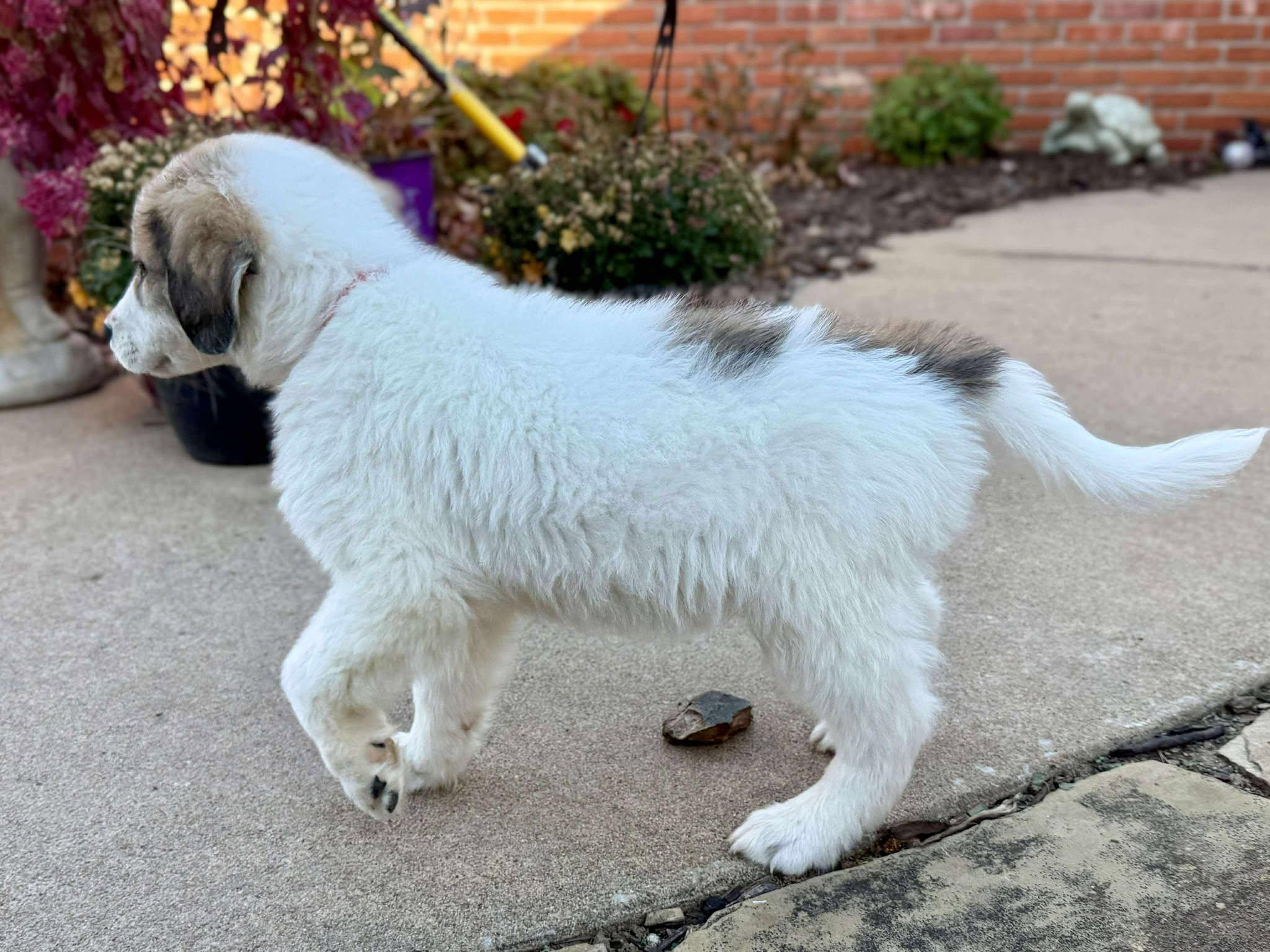 Roo, a Adoptable mixed breed in Kiowa, OK image 3/6