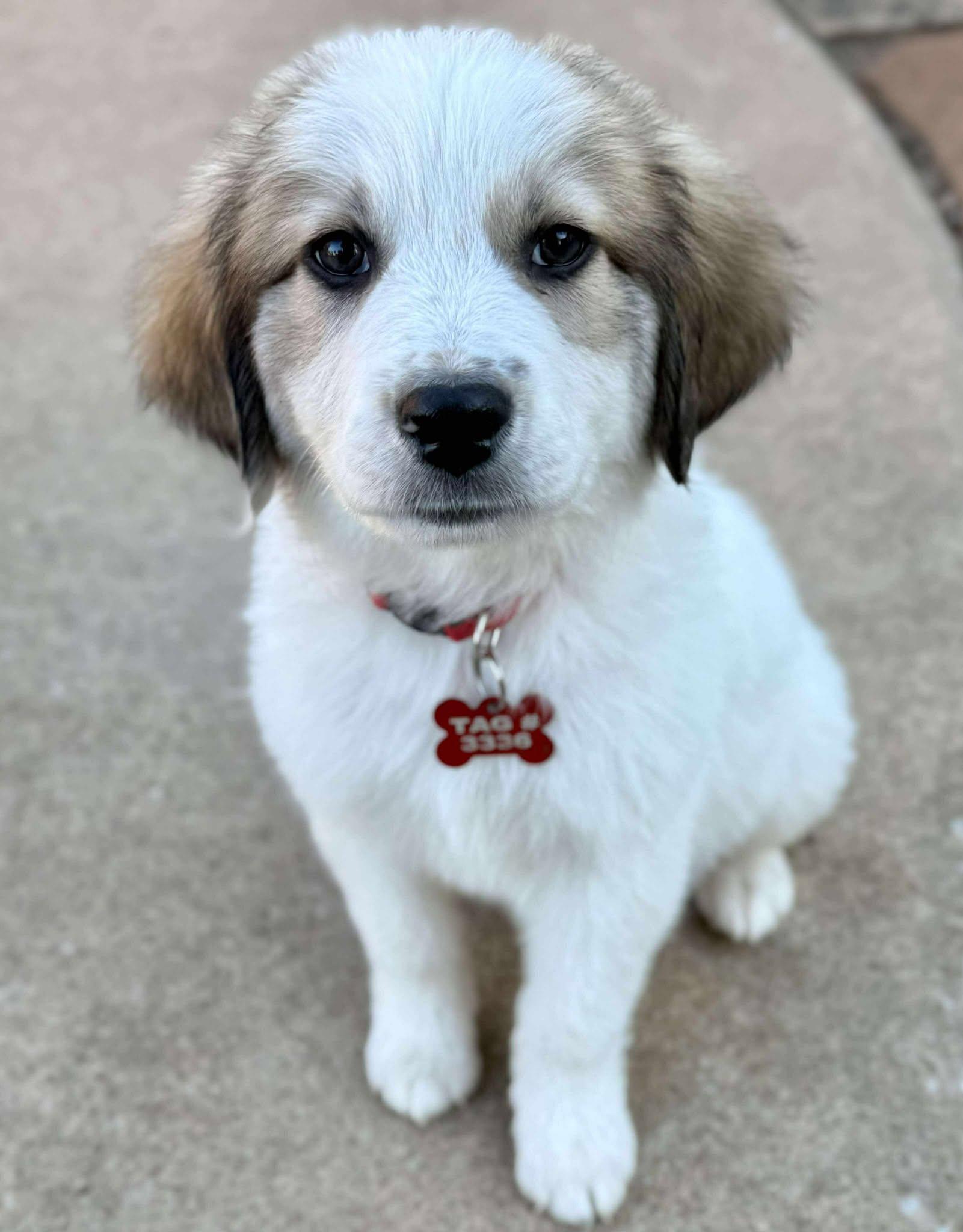 Roo, a Adoptable mixed breed in Kiowa, OK image 4/6