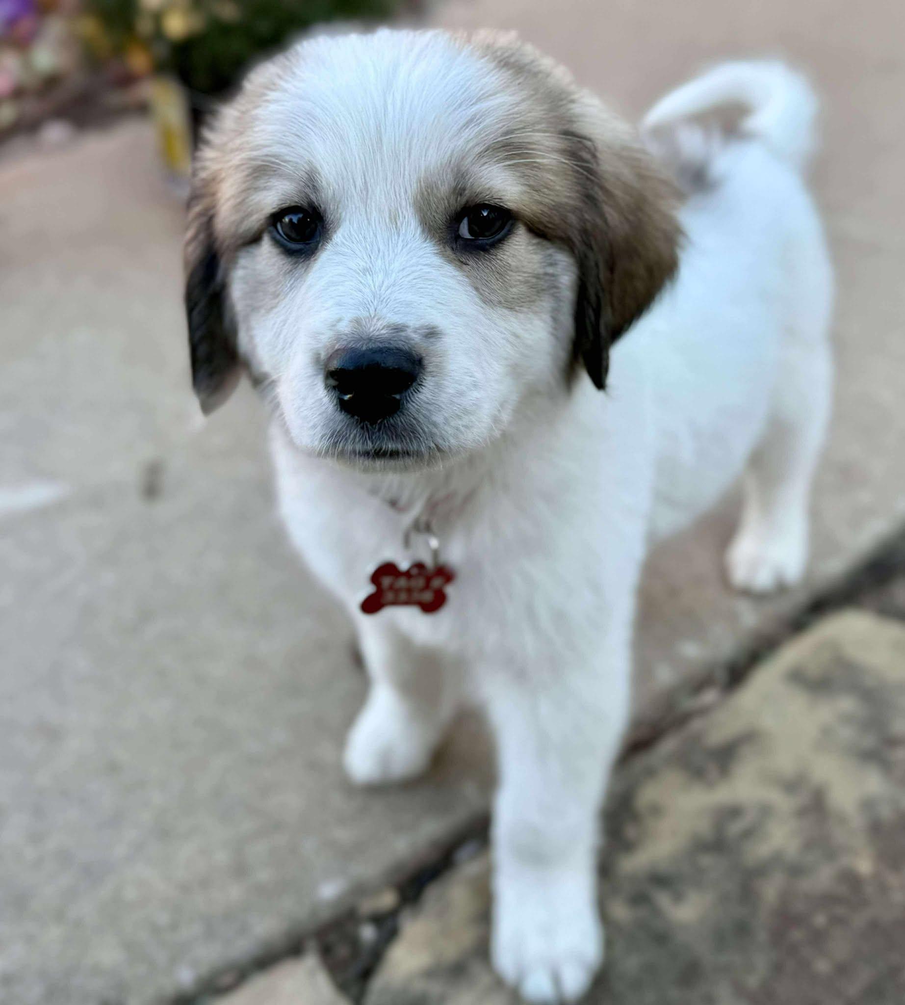 Roo, a Adoptable mixed breed in Kiowa, OK image 5/6