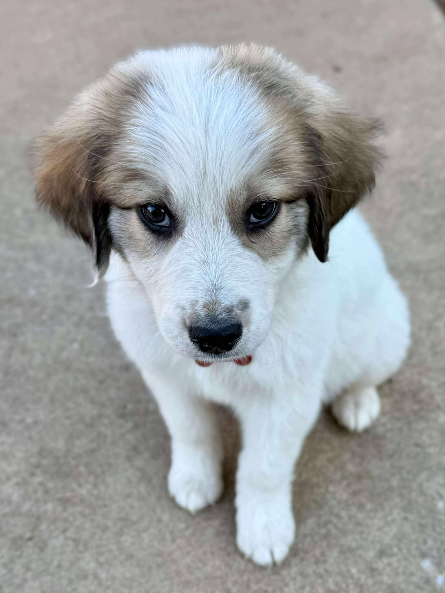 Roo, a Adoptable mixed breed in Kiowa, OK image 6/6