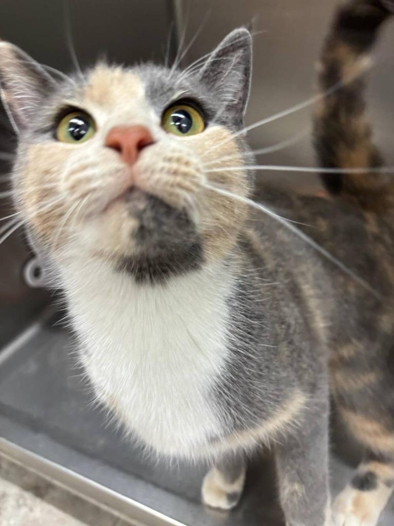 Maple, Adoptable, Young Female Domestic Short Hair.