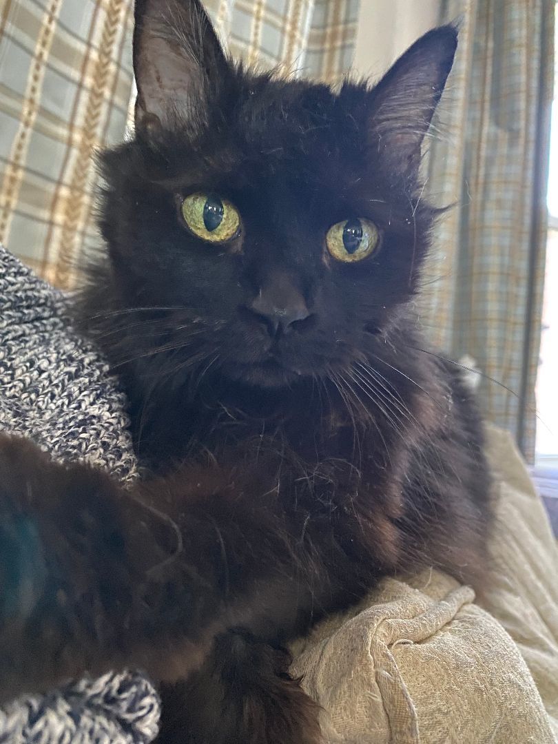 Pepper, Adopted, Senior Female Domestic Long Hair.