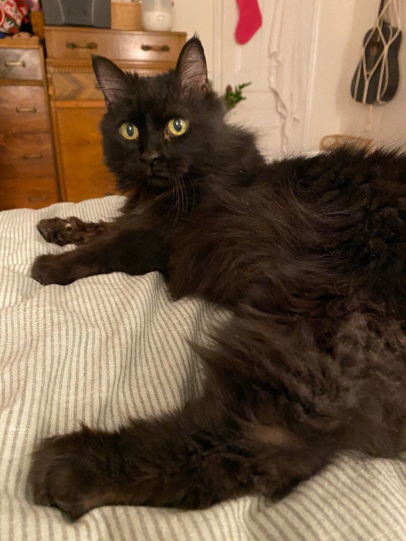 Enlarge Pepper, a Adopted Domestic Long Hair in Brantford, ON image 2/4