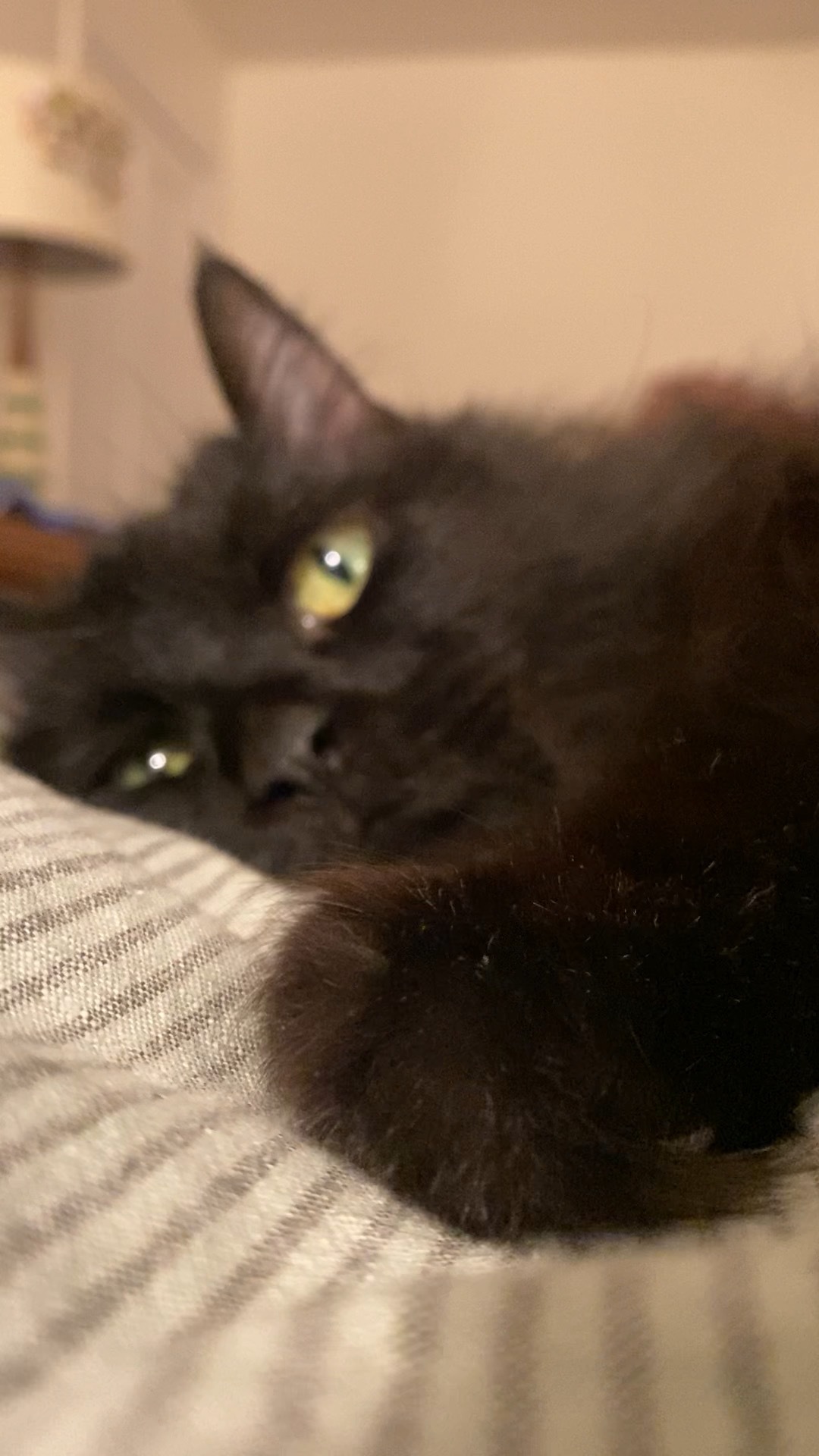 Enlarge Pepper, a Adopted Domestic Long Hair in Brantford, ON image 3/4