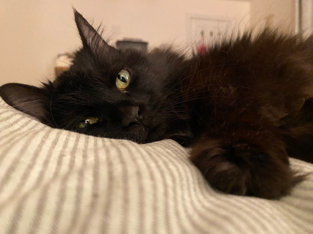 Enlarge Pepper, a Adopted Domestic Long Hair in Brantford, ON image 4/4