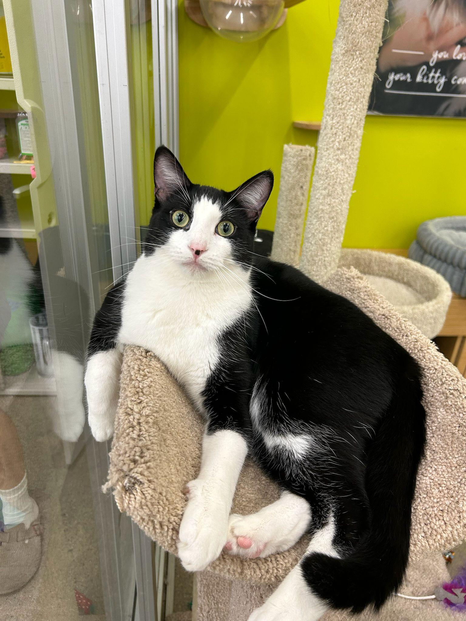 Elio, Adoptable, Young Male American Shorthair.