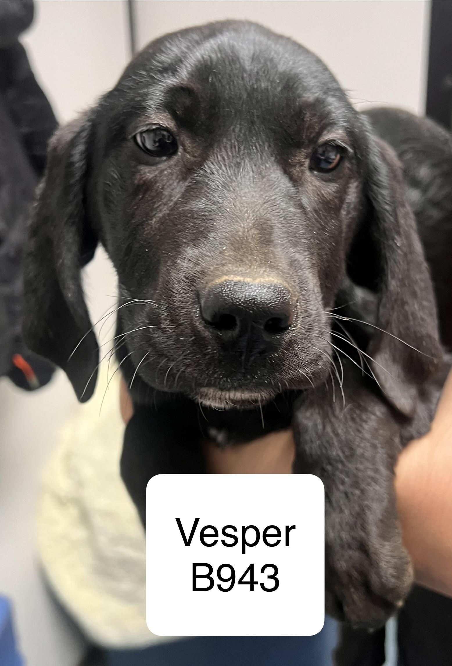 Vesper, ADOPTABLE, Puppy Male Hound.