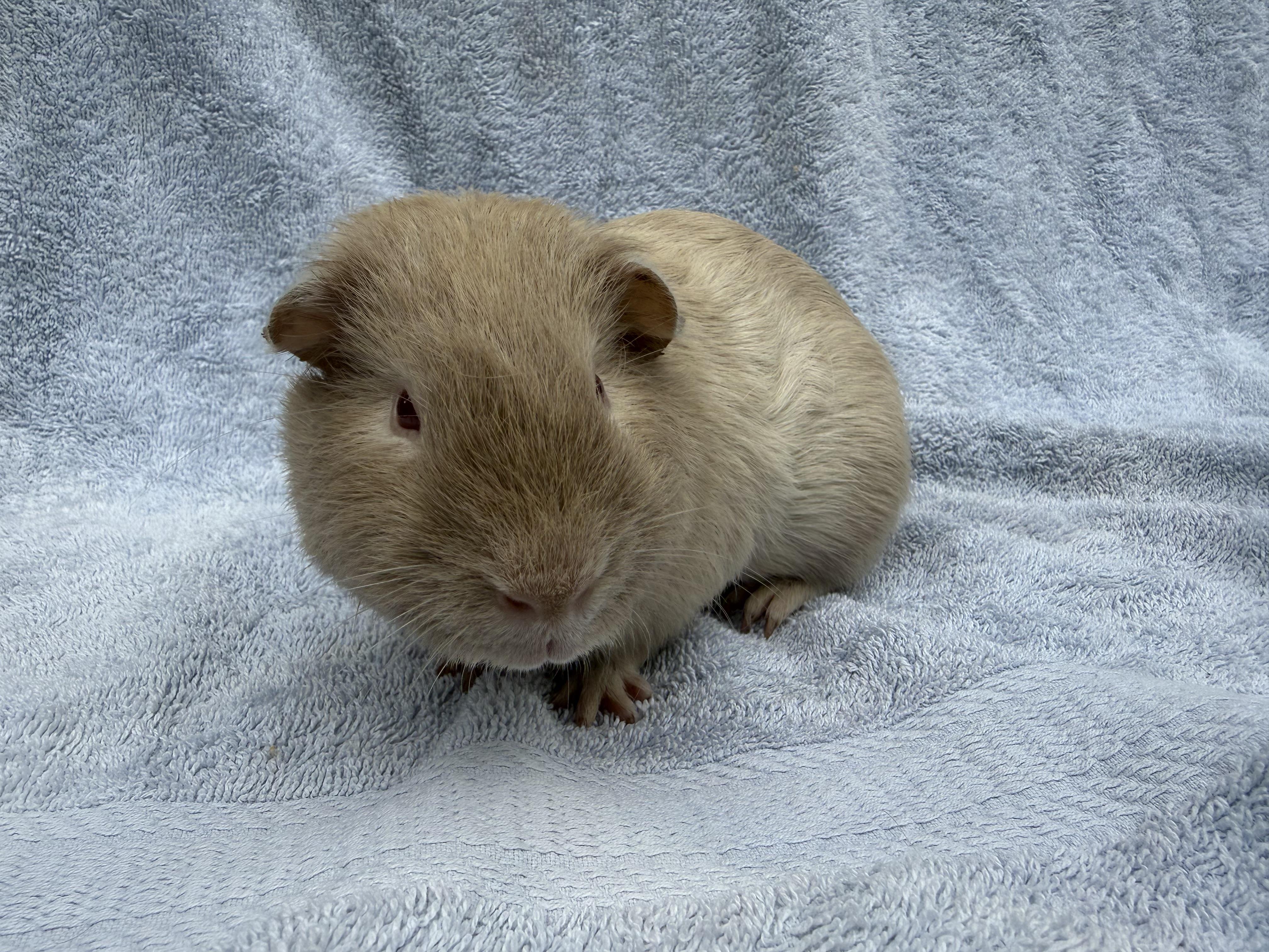 Enlarge Dumpling, a ADOPTABLE Guinea Pig in Walnut Grove, CA image 4/4