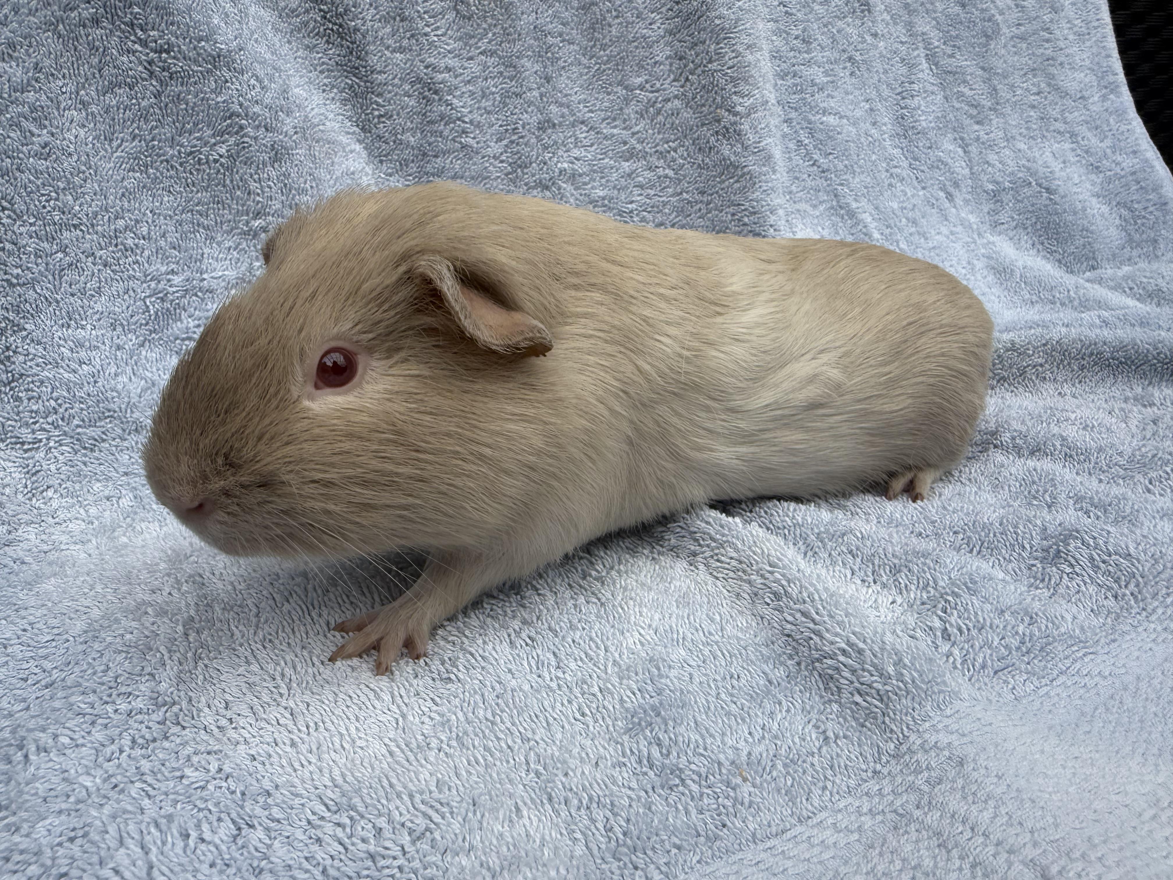 Dumpling, ADOPTABLE, Young Male Guinea Pig.