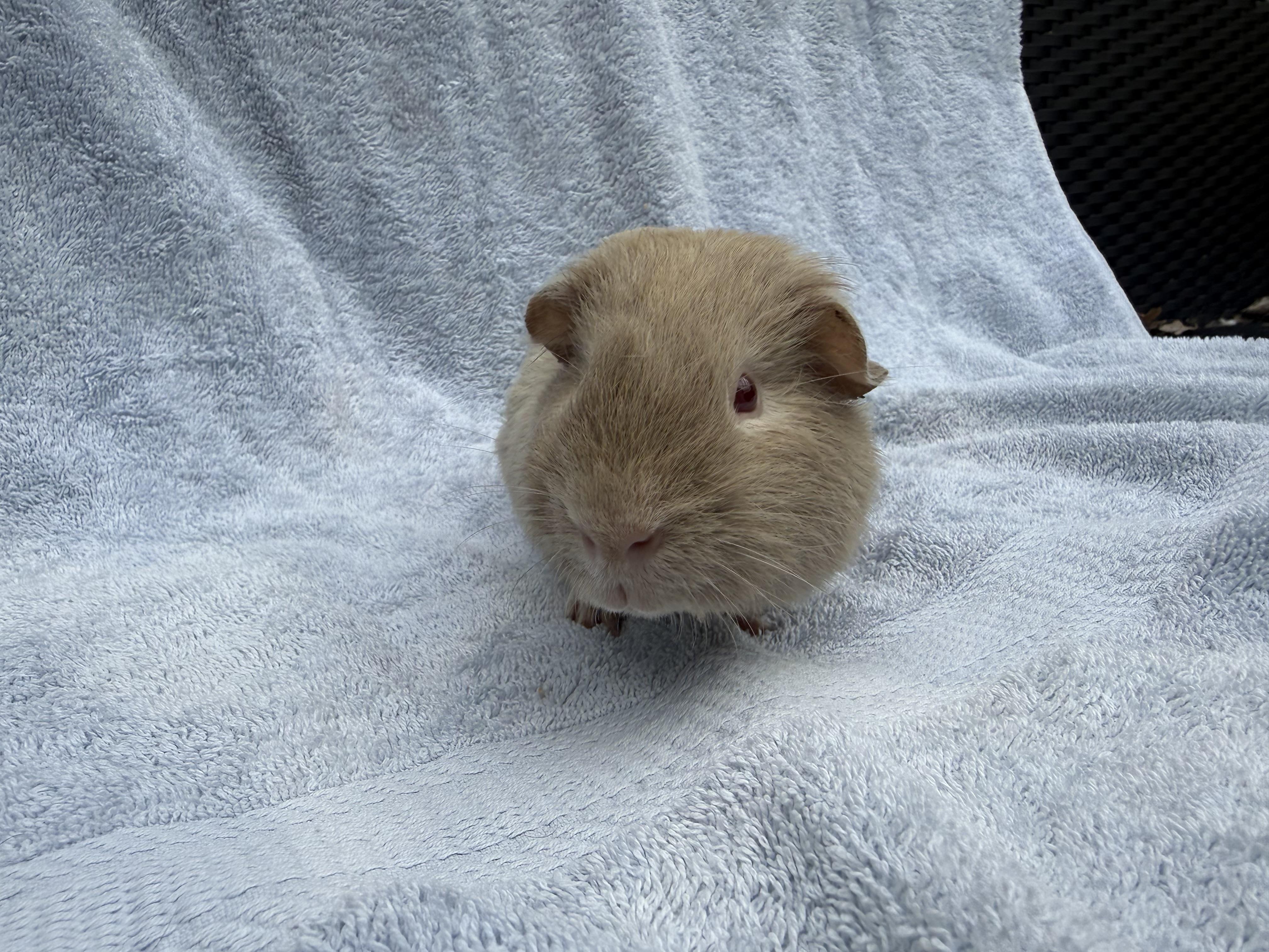 Enlarge Dumpling, a ADOPTABLE Guinea Pig in Walnut Grove, CA image 2/4