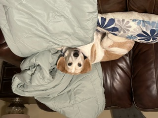 Bandit, Adopted, Senior Male Beagle.