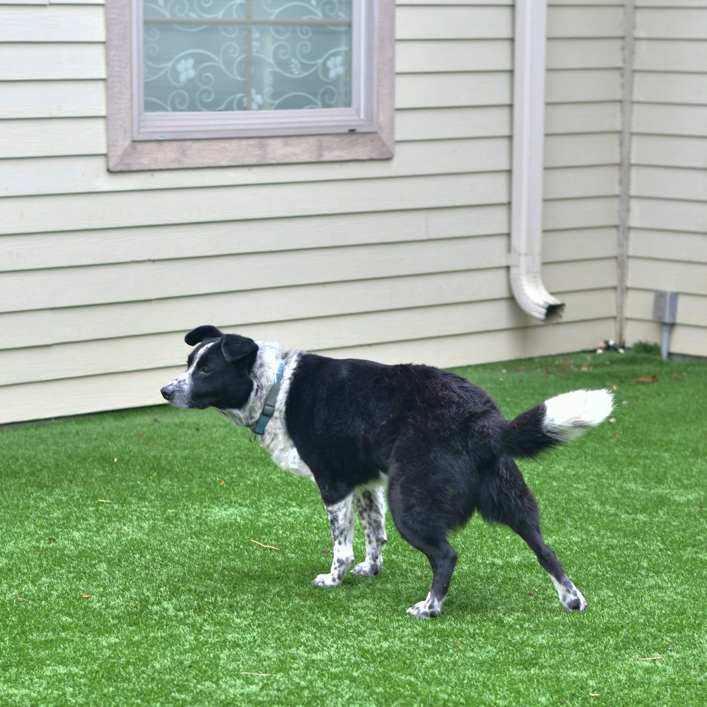 Mac, Adoptable, Adult Male Border Collie & Mixed Breed.