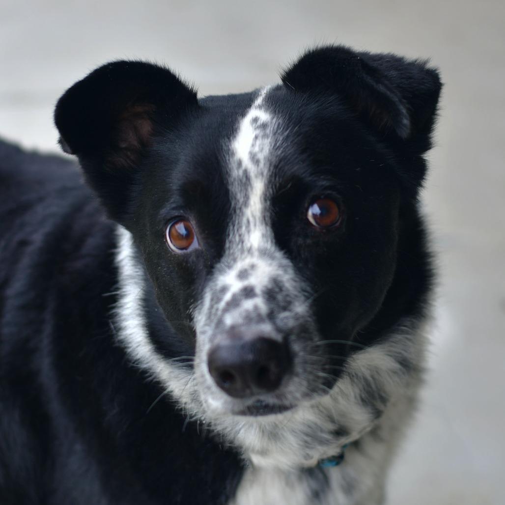 Mac, a Adoptable mixed breed in Ottawa, KS image 2/2
