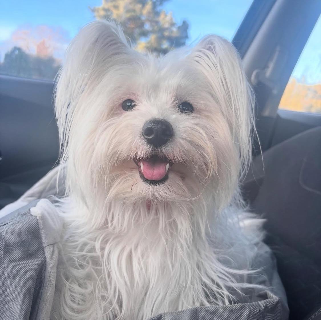 Coco, adoptable, Adult Female Pomeranian & American Eskimo Dog.