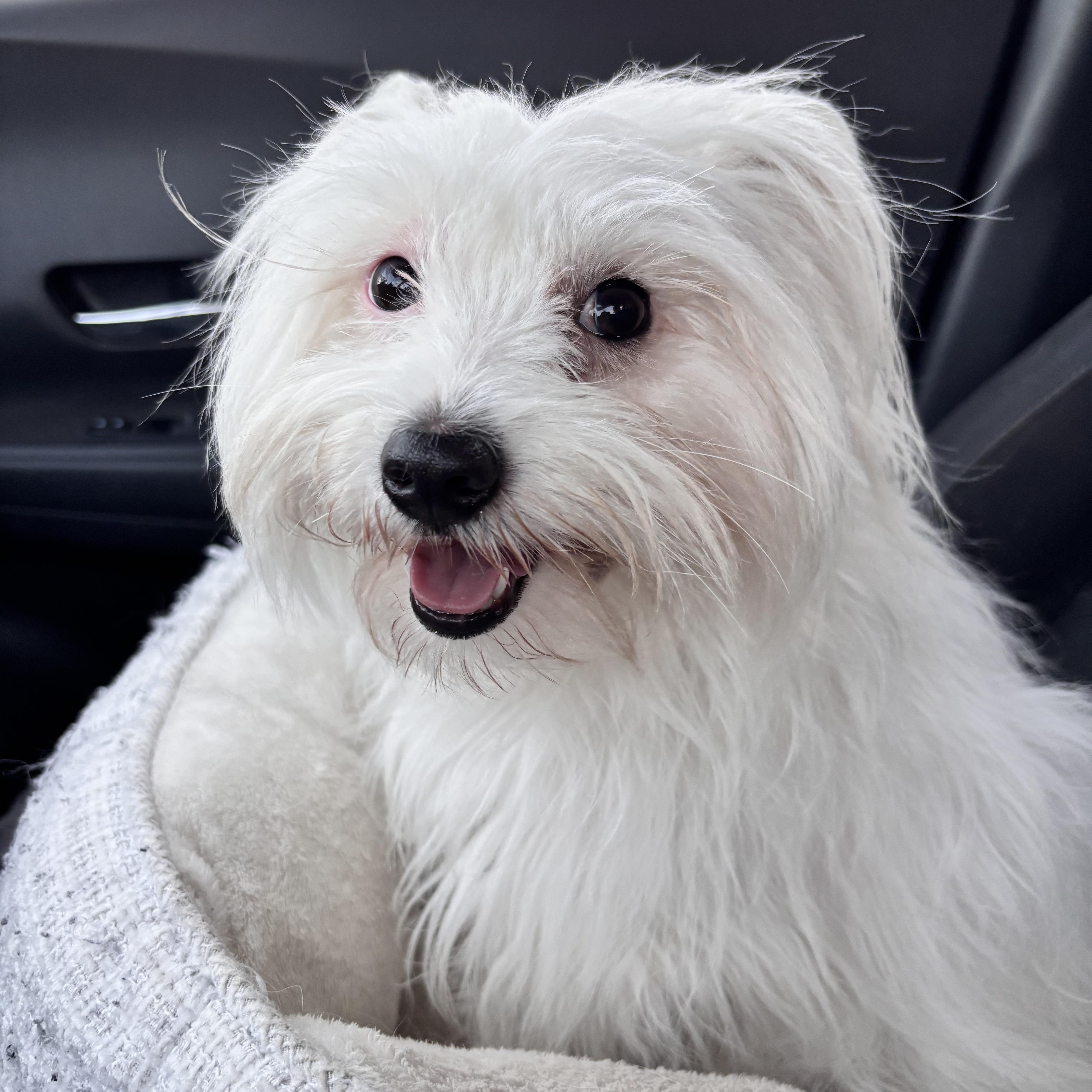 Coco, an adoptable mixed breed in San Diego, CA image 2/3