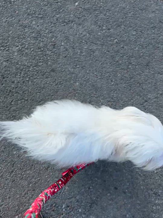 Enlarge Coco, an adoptable mixed breed in San Diego, CA video 3/3