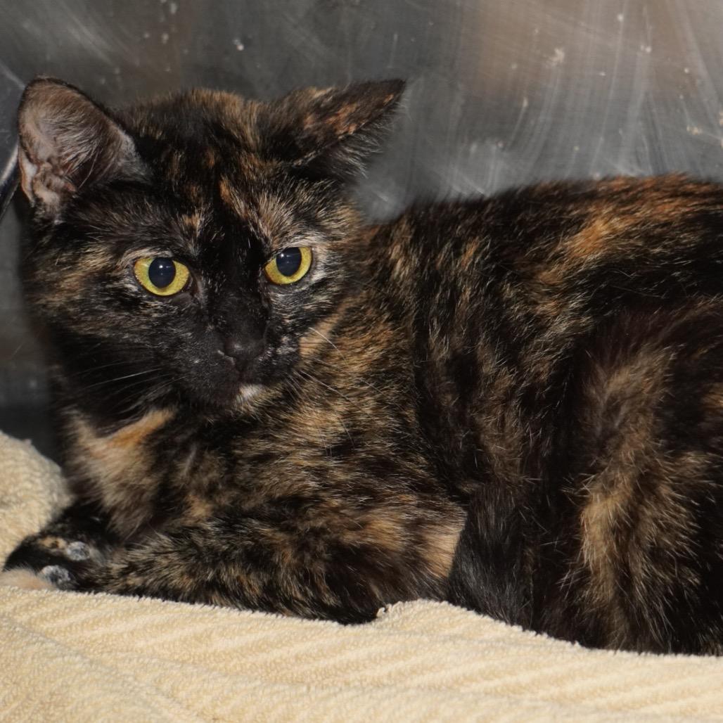 Charlotte, a Adoptable Domestic Short Hair in Evensville, TN image 1/4