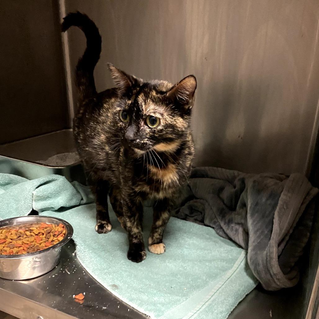 Charlotte, a Adoptable Domestic Short Hair in Evensville, TN image 2/4