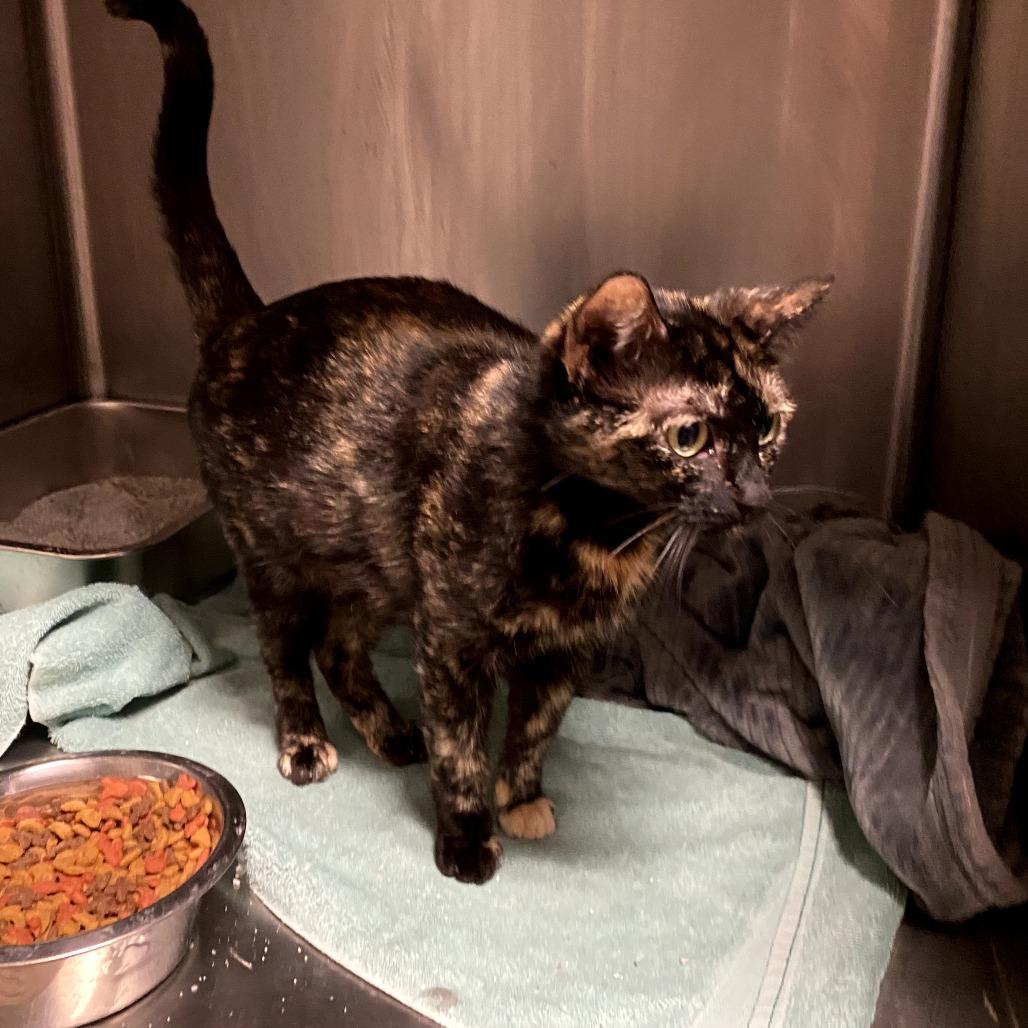Charlotte, a Adoptable Domestic Short Hair in Evensville, TN image 3/4