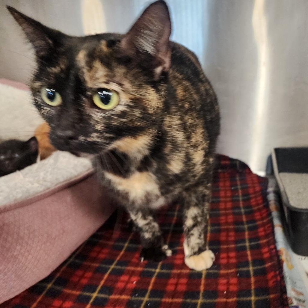 Charlotte, a Adoptable Domestic Short Hair in Evensville, TN image 4/4